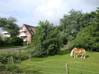 Weide in der Nähe des Hauses Nr. 259