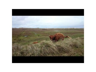 Bungalow Callantsoog Ambiente 17