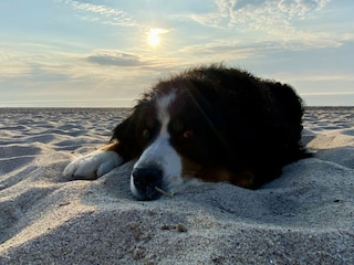 Bernerglück am Sandstrand