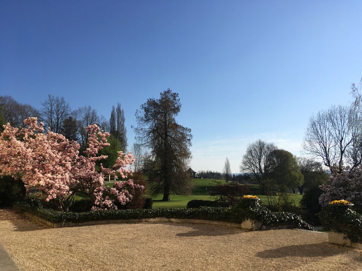 Magnolie im Schlossgarten