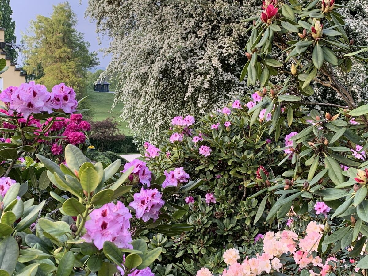 Rhododendronblüte