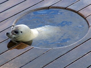 Holiday apartment Vollerwiek Environment 26