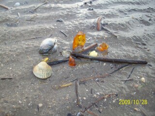 Holiday apartment Vollerwiek Environment 24