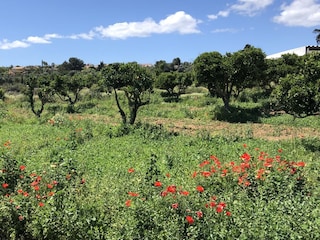 Blumenwiese Frühjahr Lagos