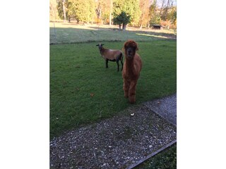 Casa per le vacanze Maroldsweisach Ambiente 18