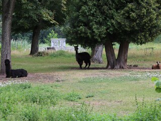 Casa per le vacanze Maroldsweisach Registrazione all'aperto 5