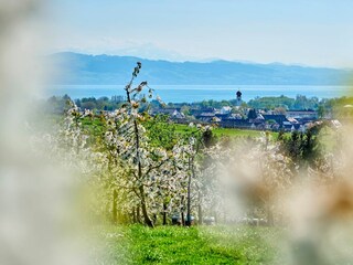 Blick auf Kressbronn