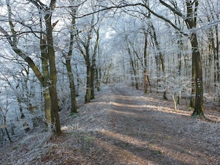 Winterwald