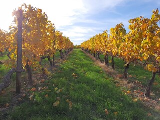Ferienwohnung Burgsponheim Außenaufnahme 9