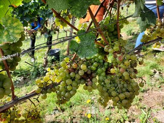 Ferienwohnung Burgsponheim Außenaufnahme 11