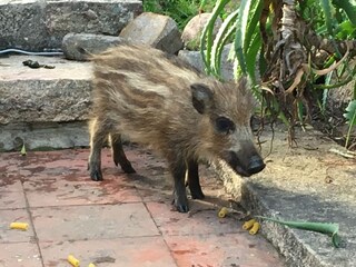 Wildschweinchen am Haus zu Besuch