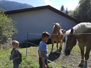 Reitstall und Pferde gleich in der Nachbarschaft