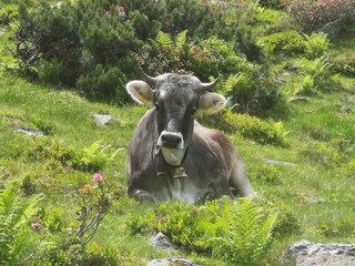 Wohlfühlen für Mensch und Tier: Wildschönau