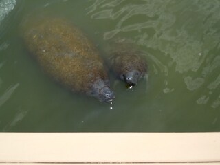 Manatee's  at the  Boat Dock