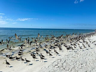 Birds on the beach