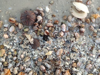 collecting shells