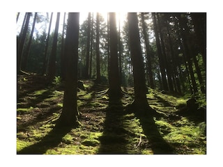 Wald Ossiacher Tauern