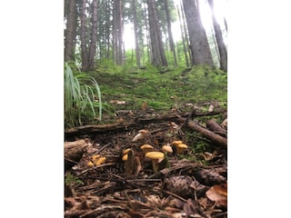 Eierschwammerl im Ossiacher Tauernwald