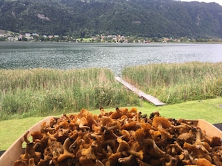 Eierschwammerln von den Ossiacher Tauern