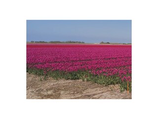 Vakantieappartement Callantsoog Omgeving 33