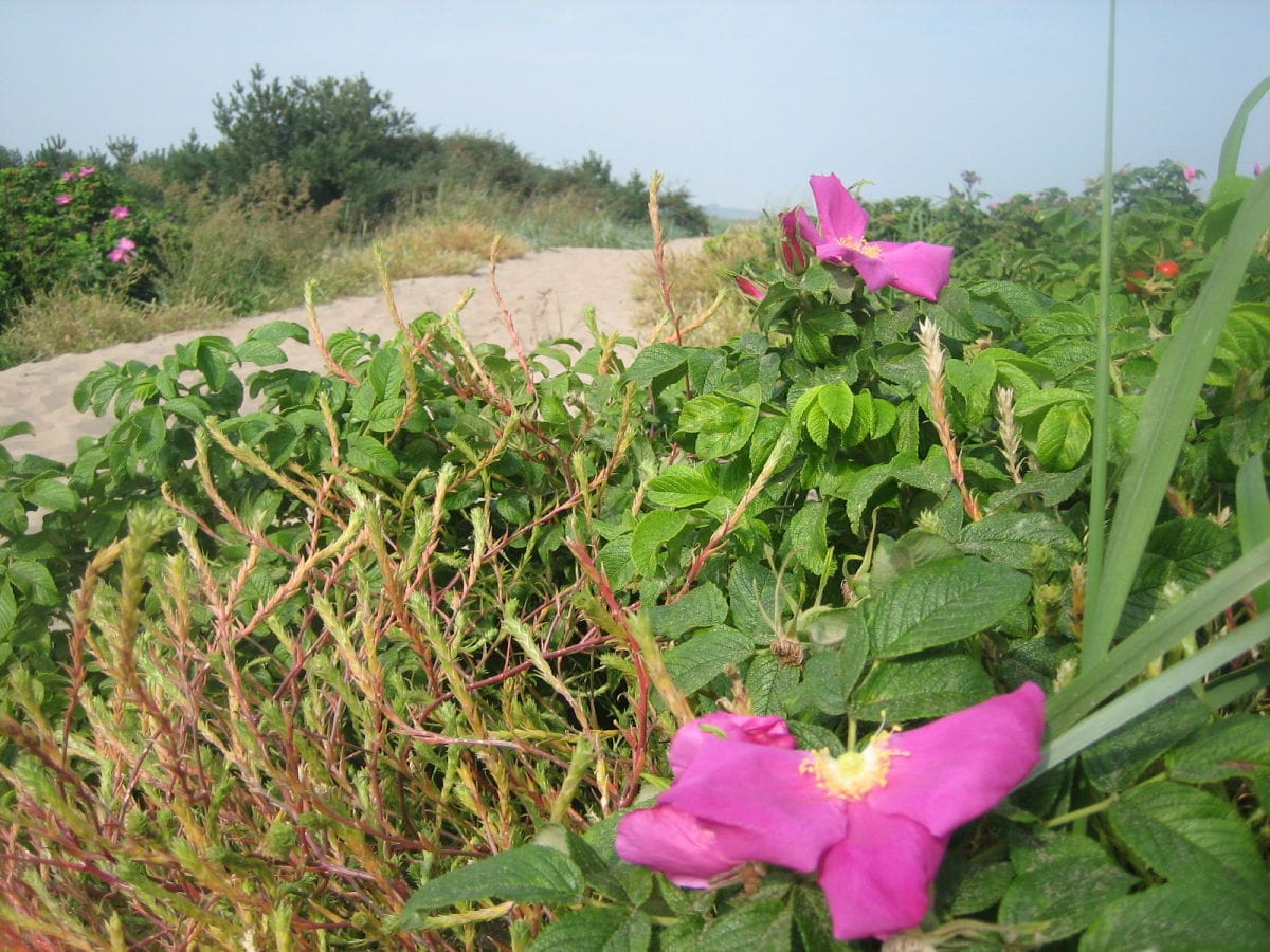 Strandaufgang