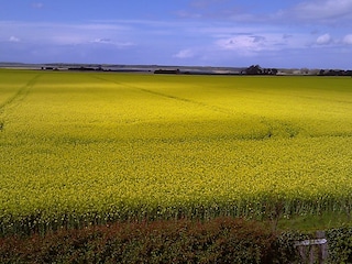 Rapsfeld