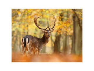 Appartamento per vacanze Zandvoort Ambiente 11