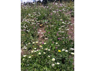 Herrliche Alpenflora im Juli