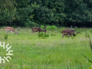 Casa per le vacanze Oostkapelle Ambiente 30