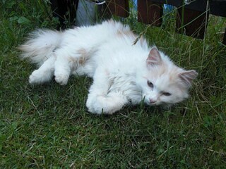 Appartamento per vacanze St. Lorenzen im Pustertal Ambiente 17