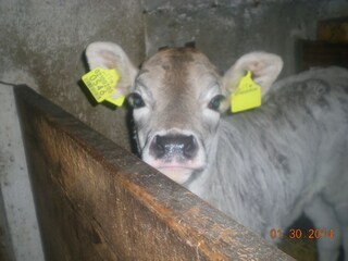 Vakantieappartement St. Lorenzen im Pustertal Omgeving 23