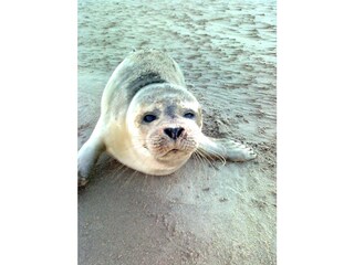 Casa per le vacanze Callantsoog Ambiente 28