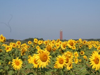 Sonnenblumen