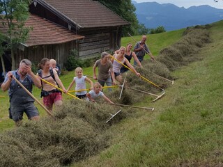 Bei der Bergheu Ernte sind viele Hände gefragt