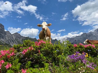 Apartamento Ramsau am Dachstein Entorno 18