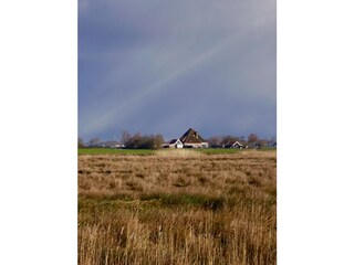 view near the house on the meadows