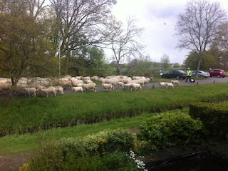 View from the house , When the sheepflock passes by