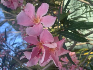 Apartamento de vacaciones Cavalaire-sur-Mer Entorno 36