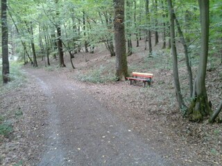 Bitzerberg /Natursteig Sieg