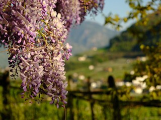 Appartamento per vacanze Algund Registrazione all'aperto 14