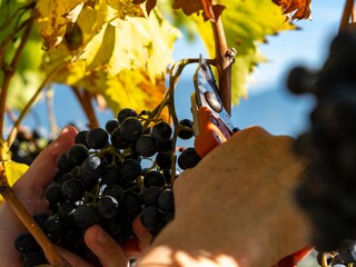 Appartamento per vacanze Algund Ambiente 35