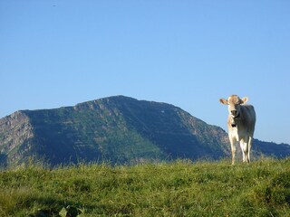 Hochgratblick