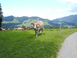 Wanderwege durch saftige allgäuer Wiesen