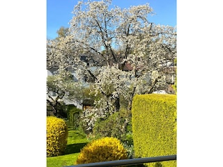 Blick aus dem Balkon im Frühling