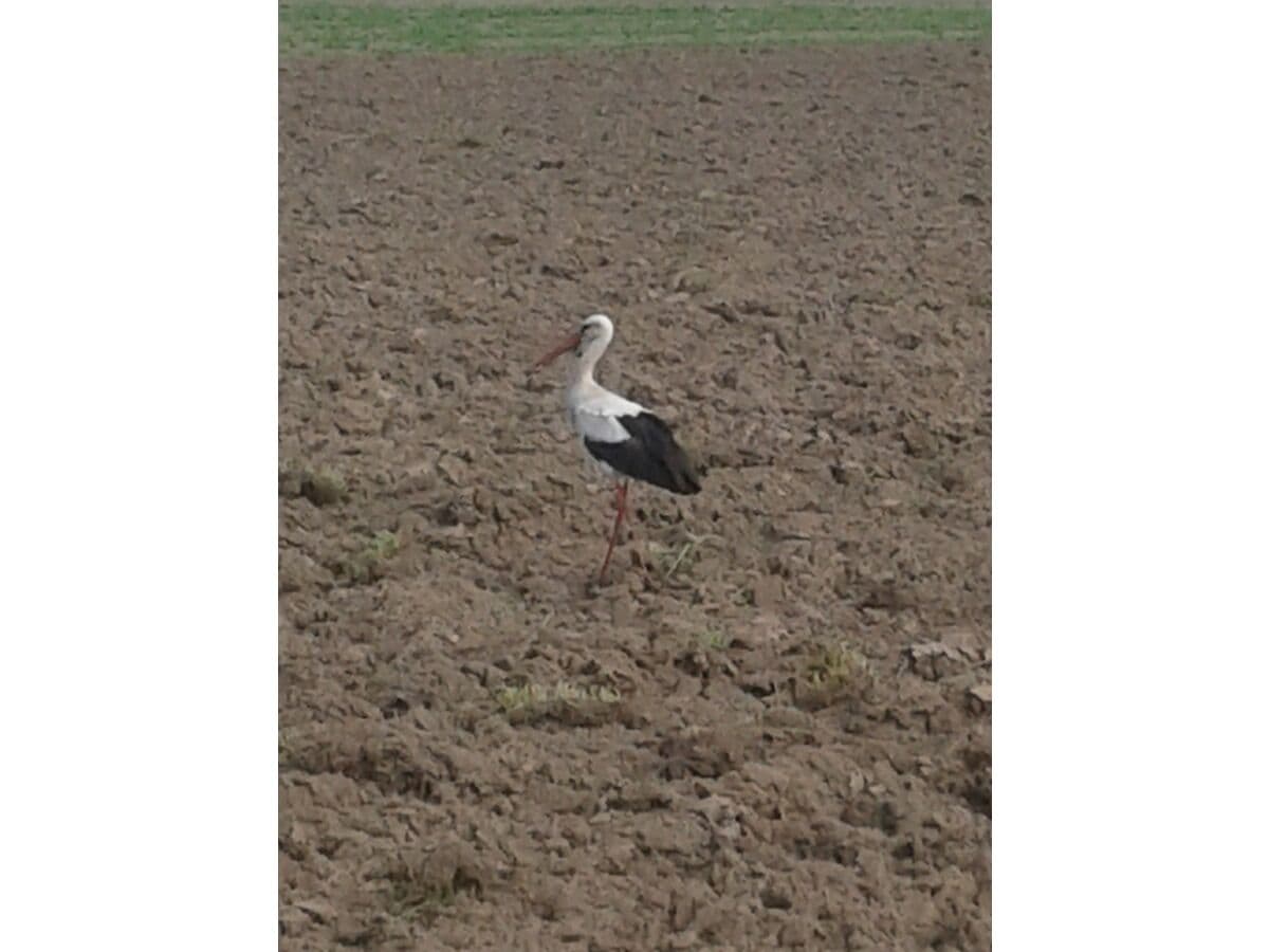 Storch auf dem Feld