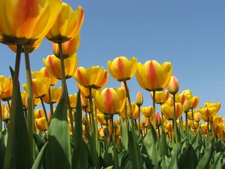 Vakantieappartement Julianadorp Buitenaudio-opname 4