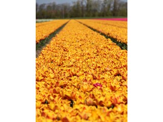 Vakantieappartement Julianadorp Omgeving 16