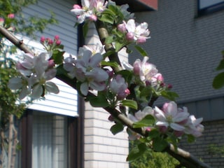 Apfelblüte vor dem Schlafzimmerfenster