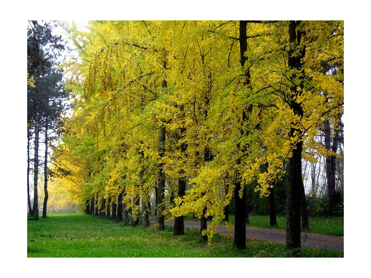 Zufahrt zum Anwesen durch Ginko-Allee im Herbst