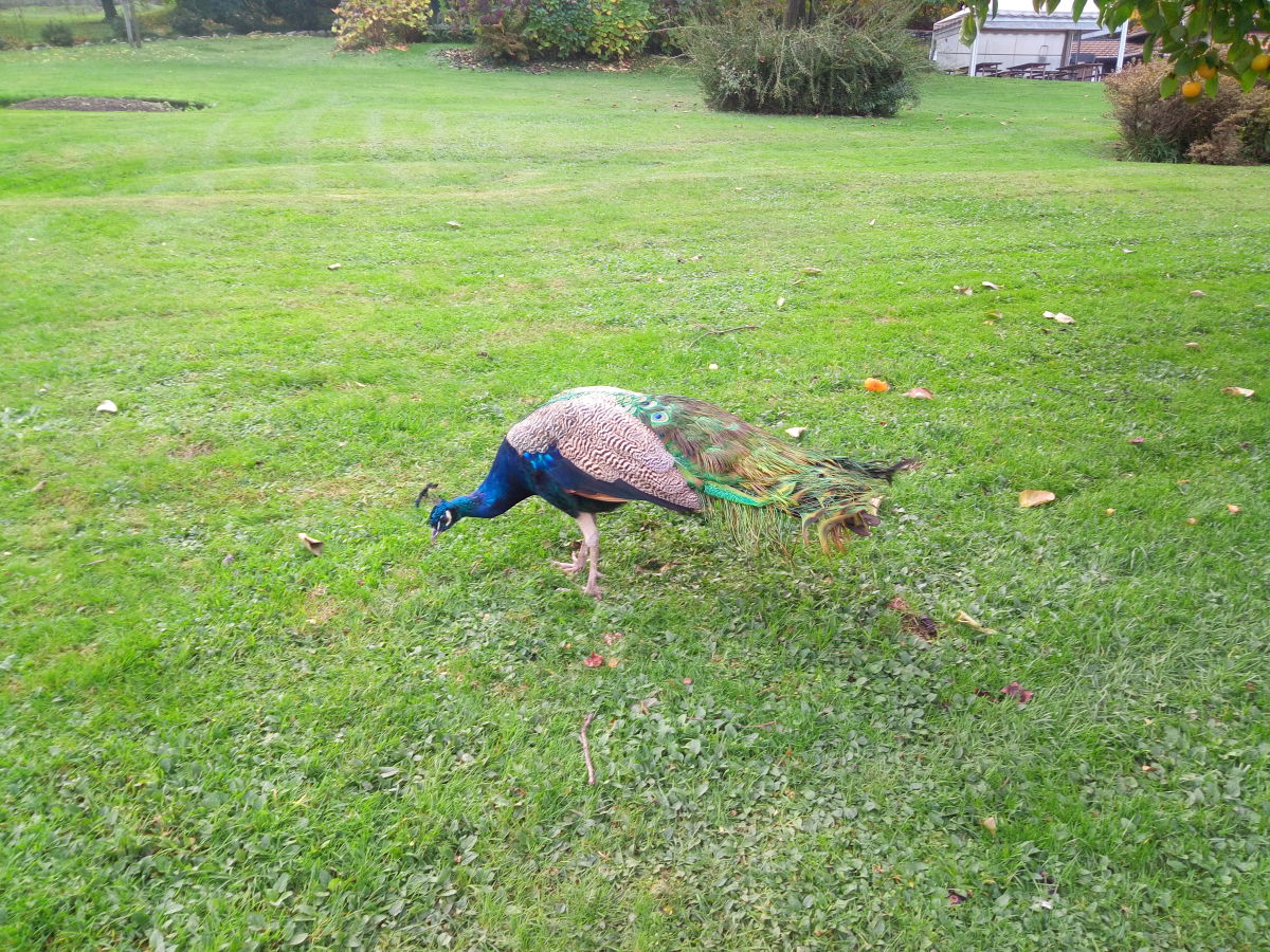 Genügend Platz auch für den Pfau